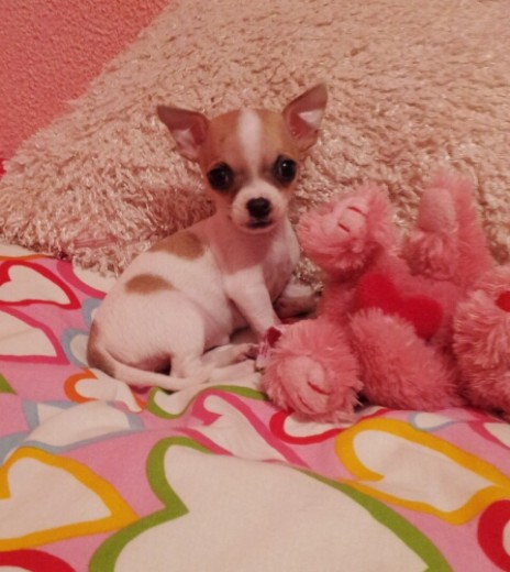 Esta es mi pequeña pirañitaaa Esta es mi pequeña pirañitaaa